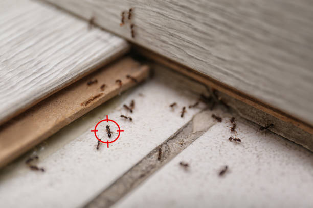 Best Emergency Pest Control  in Bethalto, IL