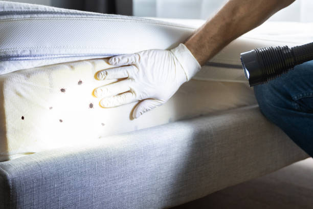 Flea Control Services in Bethalto, IL