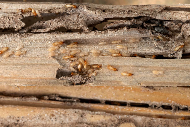 Pest Control for Restaurants in Bethalto, IL